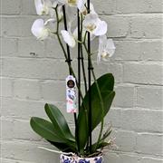 Phalenopsis Orchid 