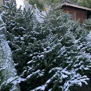 Christmas Tree Nordmann Fir