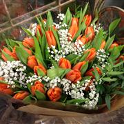 Orange Tulips