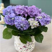 Lilac Hydrangea 