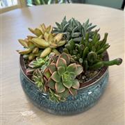 Turquoise Succulents 