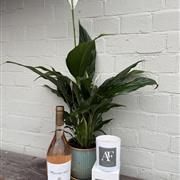  Peace Lily Gift Set